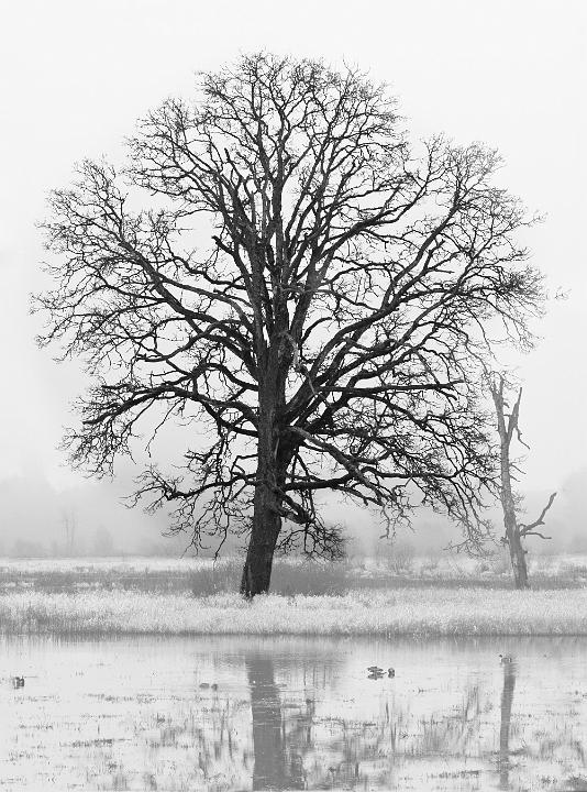 Tree 9078a bw.jpg - Tree In Fog